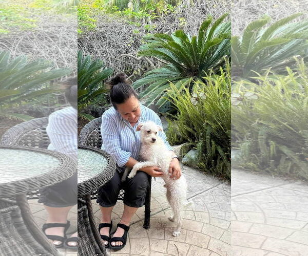 Medium Photo #4 Poodle (Miniature)-Unknown Mix Puppy For Sale in Escondido, CA, USA