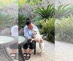 Small #3 Poodle (Miniature) Mix