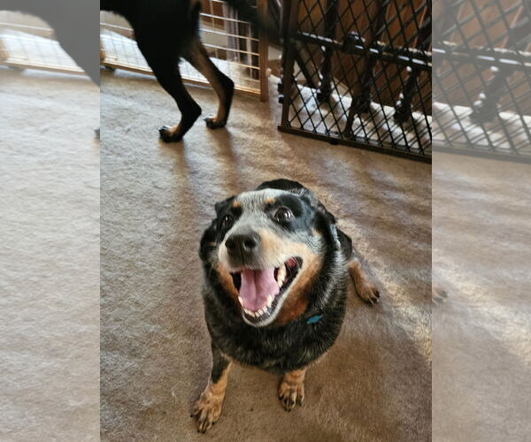 Medium Photo #3 Mutt Puppy For Sale in Garden City, NY, USA