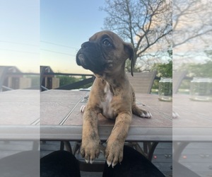 Boxer Puppy for sale in WAYNESBORO, VA, USA