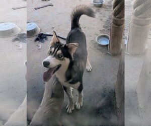 Siberian Husky Dogs for adoption in Pena Blanca, NM, USA