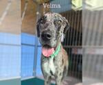 Small Great Dane