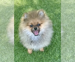 Medium Pomeranian