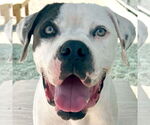 Small #2 American Bulldog Mix