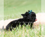 Small Photo #4 Chihuahua Puppy For Sale in WARSAW, IN, USA
