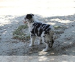 Small #2 Australian Shepherd