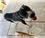 Small Labrador Retriever