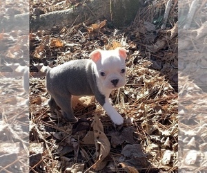 Boston Terrier Puppy for sale in NEWBURY, MA, USA