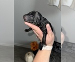 Puppy Puppy 2 Aussiedoodle Miniature 