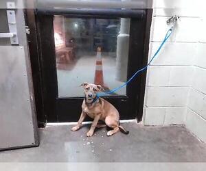 German Shepherd Dog-Unknown Mix Dogs for adoption in Tulsa, OK, USA