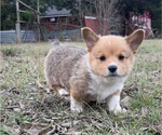 Small #13 Pembroke Welsh Corgi