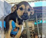 Small Spaniel Mix