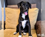 Small Retriever  Mix