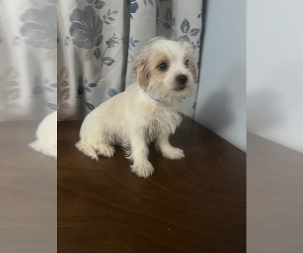 Medium Photo #14 Morkie Puppy For Sale in DURHAM, CT, USA