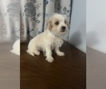 Small #13 Morkie