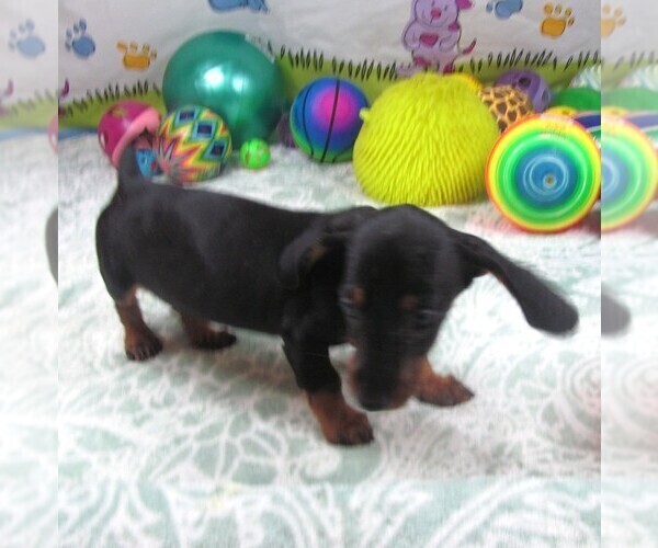 Medium Photo #2 Dachshund Puppy For Sale in RATTAN, OK, USA