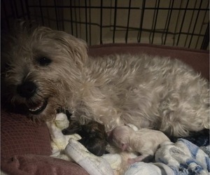 Mother of the Chonzer-Pomeranian Mix puppies born on 07/24/2025