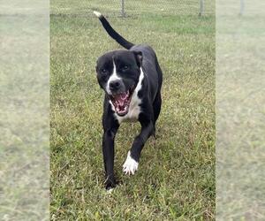 Boxer-Unknown Mix Dogs for adoption in Forestville, MD, USA
