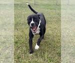 *JOHANN - Male Boxer-Unknown Mix Dog for Adoption - Small photo