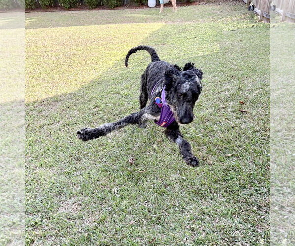 Medium Photo #2 Poodle (Standard) Puppy For Sale in Spring Lake, NC, USA