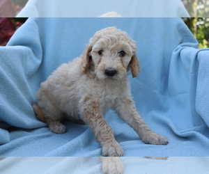 Goldendoodle (Miniature) Puppy for sale in SHILOH, OH, USA