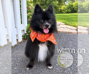 Pomeranian Dogs for adoption in Benton, LA, USA