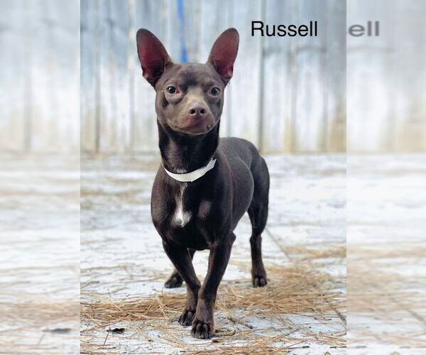 Medium Photo #2 Chihuahua Puppy For Sale in East Derry, NH, USA