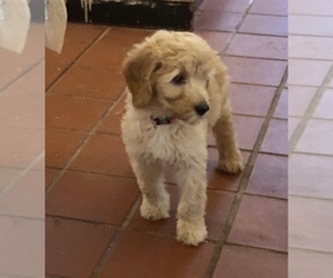 Goldendoodle Puppy for sale in HOCKLEY, TX, USA
