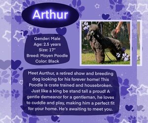 Poodle (Standard) Dogs for adoption in Rancho Cordova, CA, USA