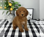 Image preview for Ad Listing. Nickname: Ginger