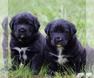 Bernese Mountain Dog-Labrador Retriever Mix Puppy for Sale in SCHUYLER, Virginia USA