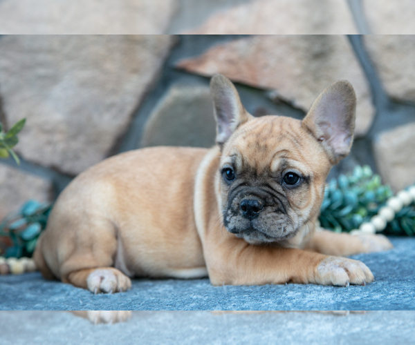 Medium Photo #1 French Bulldog Puppy For Sale in MILLERSBURG, OH, USA