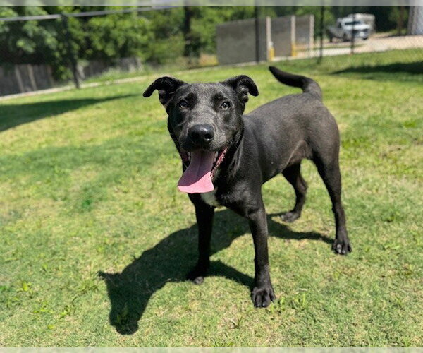 Medium Photo #2 Labrador Retriever-Unknown Mix Puppy For Sale in Temple, TX, USA