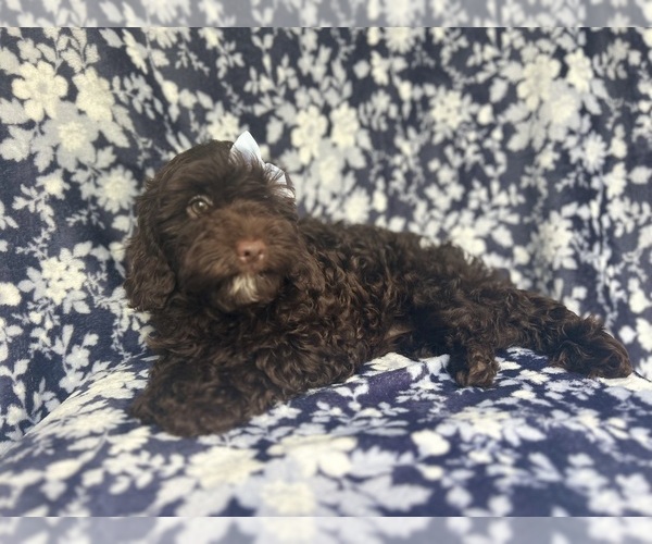 Medium Photo #9 Cock-A-Poo Puppy For Sale in LAKELAND, FL, USA