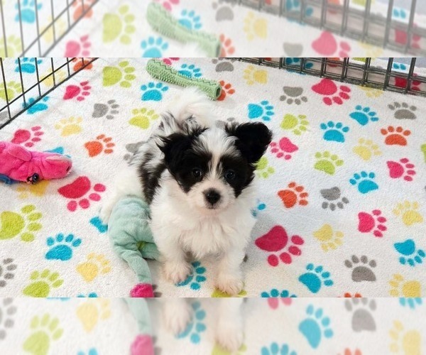 Medium Photo #11 Papitese Puppy For Sale in ORO VALLEY, AZ, USA