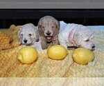 Small #52 Goldendoodle