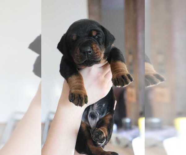 Medium Photo #1 Doberman Pinscher Puppy For Sale in DEEP GAP, NC, USA