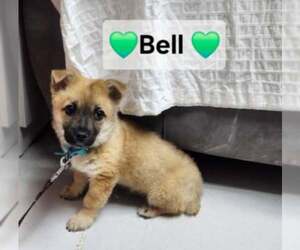 Pembroke Welsh Corgi-Unknown Mix Dogs for adoption in Agoura Hills, CA, USA