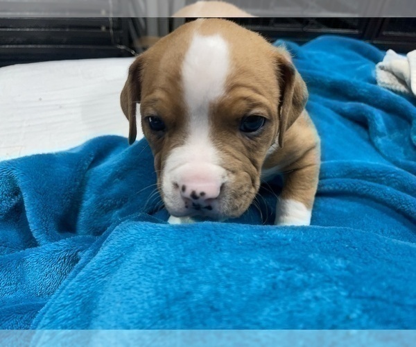 Medium Photo #122 American Bully Puppy For Sale in REESEVILLE, WI, USA