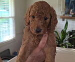 Small #7 Poodle (Standard)