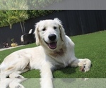 Small Photo #1 Golden Retriever Puppy For Sale in MIAMI, FL, USA
