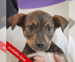 Jack Russell Terrier-Unknown Mix Dogs for adoption in Huntley, IL, USA