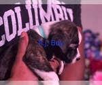 Small Photo #6 Boston Terrier-Collie Mix Puppy For Sale in COLUMBUS, OH, USA