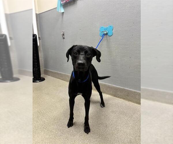 Medium Photo #1 Labrador Retriever-Unknown Mix Puppy For Sale in Las Vegas, NV, USA