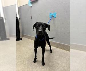 Labrador Retriever-Unknown Mix Dogs for adoption in Las Vegas, NV, USA