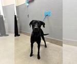 Small Labrador Retriever Mix