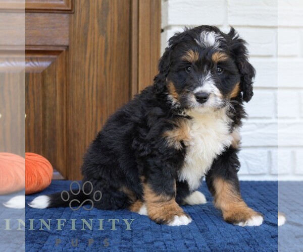 Medium Photo #3 Bernedoodle (Miniature) Puppy For Sale in NARVON, PA, USA