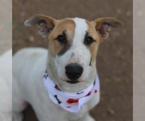 Bull Terrier-Unknown Mix Dogs for adoption in San Antonio, TX, USA