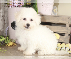 Bichon Frise Puppy for sale in MOUNT VERNON, OH, USA