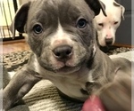 Small Photo #22 American Bully Puppy For Sale in NIXA, MO, USA